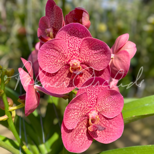 Vanda Uraiwan Belle (Red) — Palmer Orchids